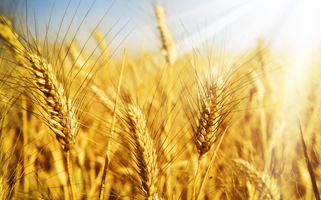 Чистые росы