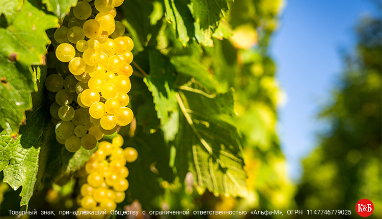 Отличие сухого вина от полусладкого